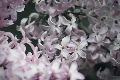 Lilac flowers