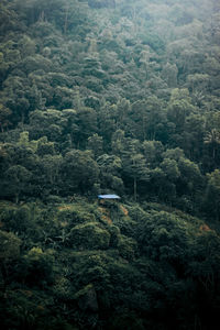 Aerial view of trees in forest