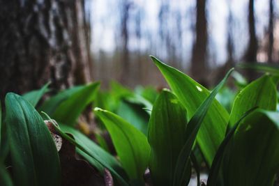 Close-up of fresh green plant