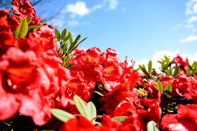 Close-up of red flowers blooming against sky