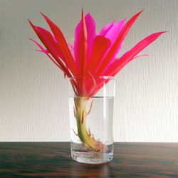 Close-up of flower in vase on table