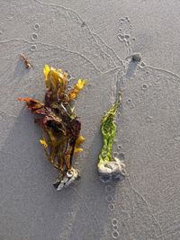 High angle view of dry leaf on wet road