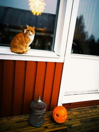 Cat on window sill