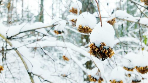 Close-up of snow covered wilted flowers