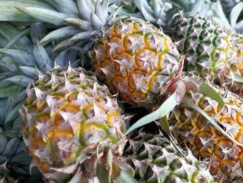 High angle view of fruits on plant