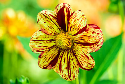 Close-up of yellow flower