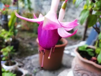 Close-up of pink rose flower in pot