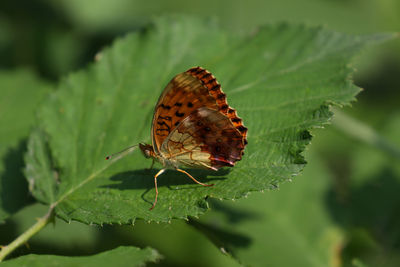 Close-up of butterfly on leaf