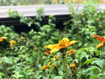 Close-up of yellow flowering plant