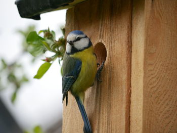 Close-up of bird perching on wood