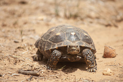 Close-up of a turtle on ground