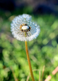 Close-up of dandelion against blurred background