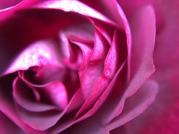 Close-up of pink rose