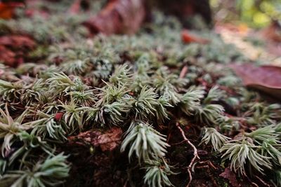 High angle view of pine cone on plant
