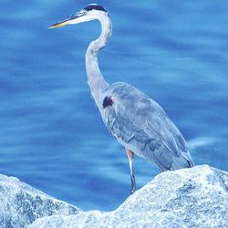 Seagull perching on cliff