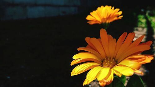 Close-up of yellow flower blooming outdoors