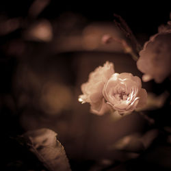 Close-up of flowers against blurred background