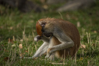 Close-up of monkey on field