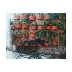 Multi colored potted plants