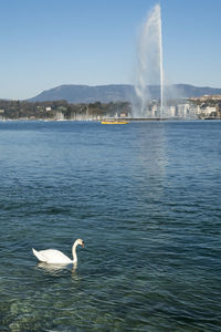 Swan on lake against sky