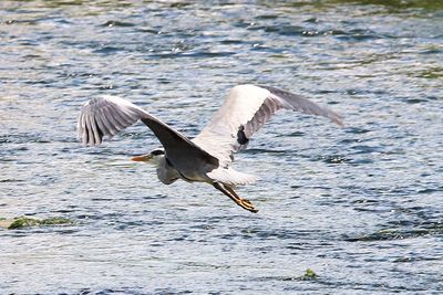 Close-up of birds flying over water