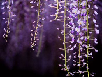Plant growing in the dark