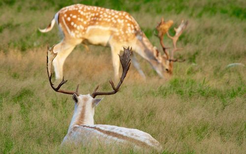 Deer in a field