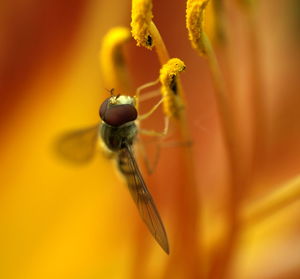 Close-up of insect on flower