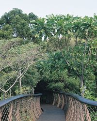 View of trees in garden