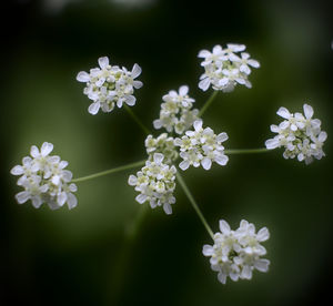 Close-up of white flowering plant