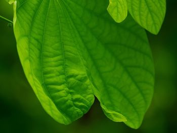 Close-up of green leaves