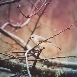 Bird perching on wall