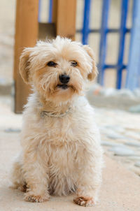 Close-up portrait of cute dog