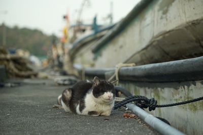 Cat living in okishima island