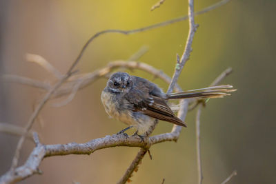 Close-up of bird perching on branch