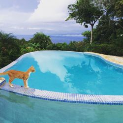 Swimming pool by trees against sky