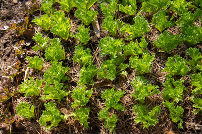 High angle view of plants growing on field