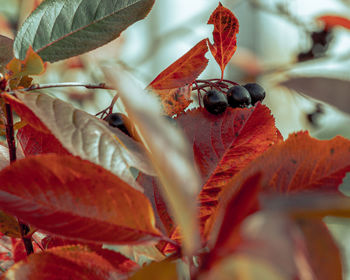 Close-up of orange leaves on plant