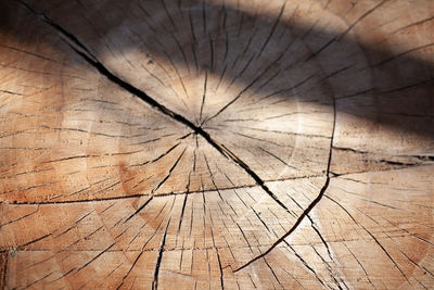 Full frame shot of tree stump