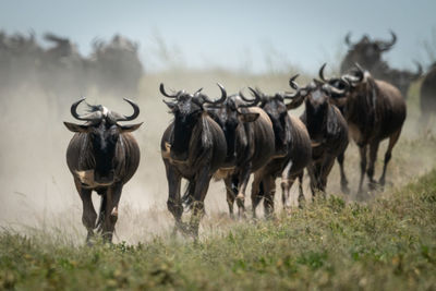 Line of blue wildebeest kick up dust