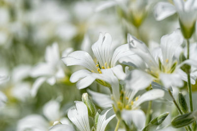 Close-up of white flowering plant