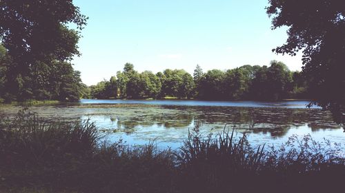 Reflection of trees in calm lake