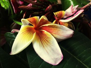 Close-up of frangipani blooming outdoors