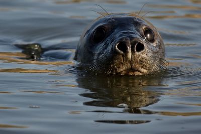 Close-up portrait of seal swimming in sea