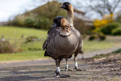 Two geese walking 