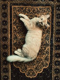 High angle view of cat relaxing on floor