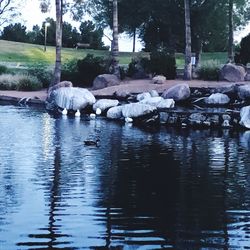 Flock of birds in water