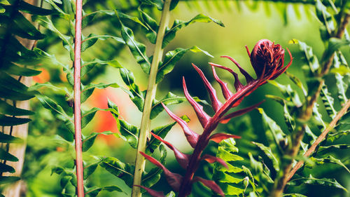 Close-up of flowering plant