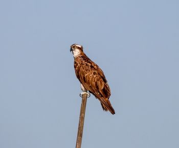 Low angle view of eagle perching on the sky