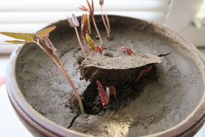 High angle view of cake in plate